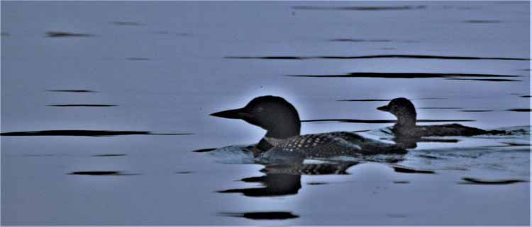 loon with baby